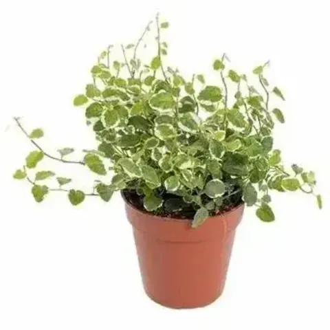 Фикус Пумила