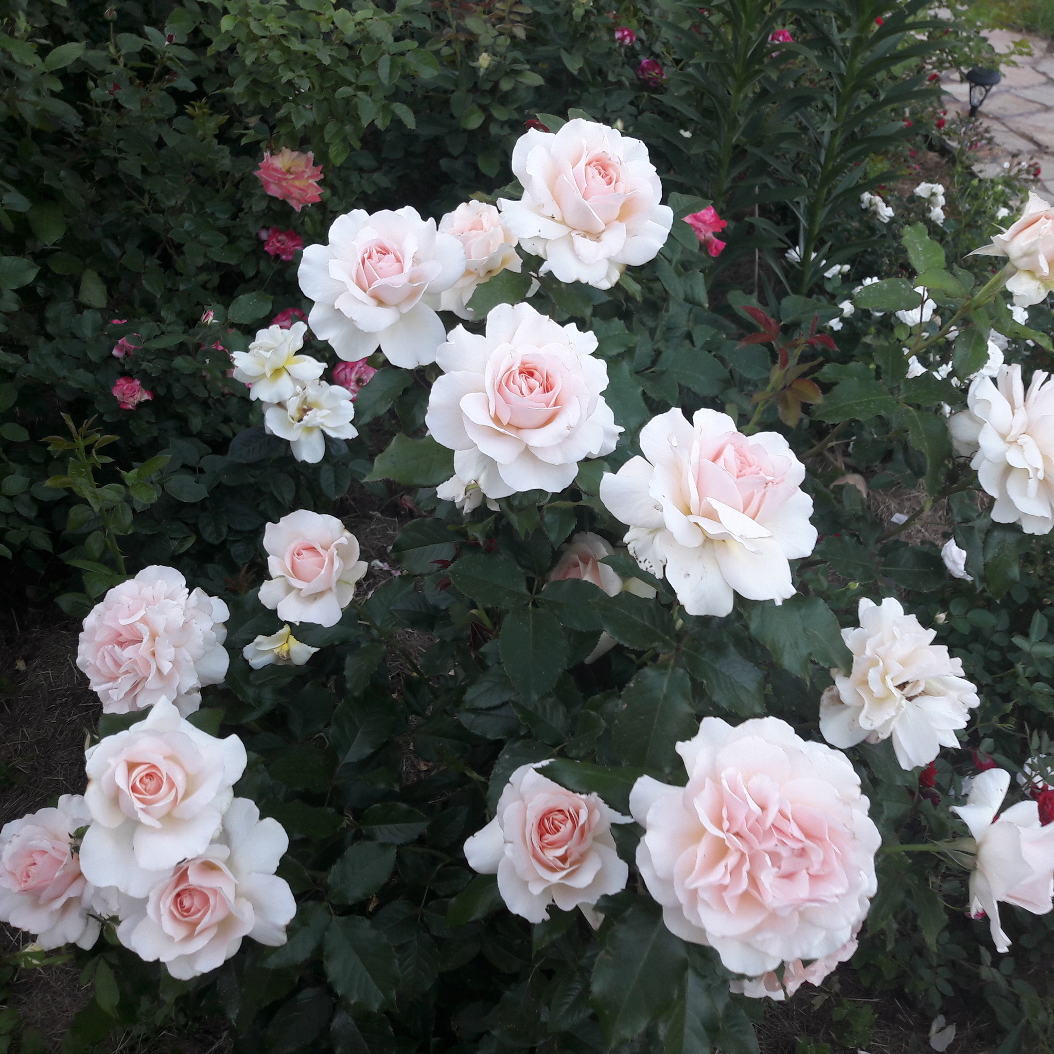 Роза роза Чандос Бьюти