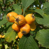 Купить семена Боярышник точечно-желтый. Crataegus punctata-aurea ...