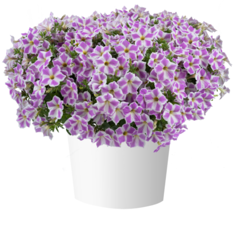 32472 Петуния CASCADIAS LILAC FROST (ВЕСНА 2025)