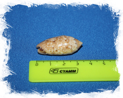 Ракушка Oliva mantichora размер