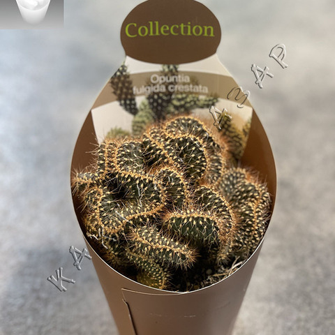 Опунция Фулгида Кристата d15