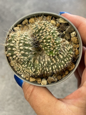 Маргинатоцереус Маргинатус Кристата d7