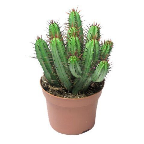 Эуфорбия (кактус-видная)