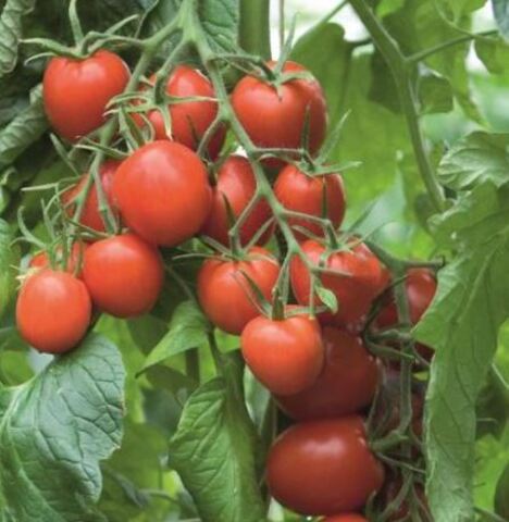 Томат Торсида