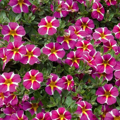 Калибрахоа Рeйв мaджeнта Иcланд