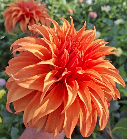 Георгин Блюмквист Джин (Bloomquist Jian)