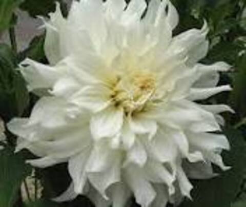 Георгин AC Twist