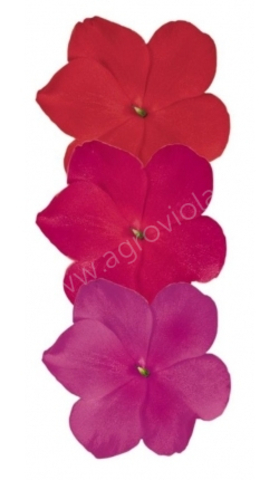 S7608 Бальзамин Walleriana Lollipop Fervent Fruit Mix 5шт.