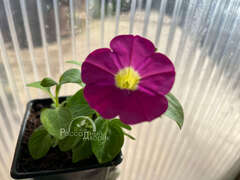 Петуния Casсаdiаs Rose