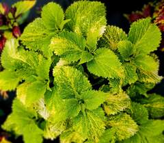 Lemon Candies Тай колеус