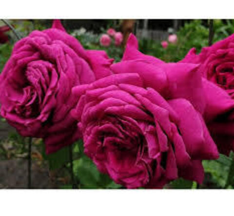 Домэн Дитьер(Domaine Dittiere)