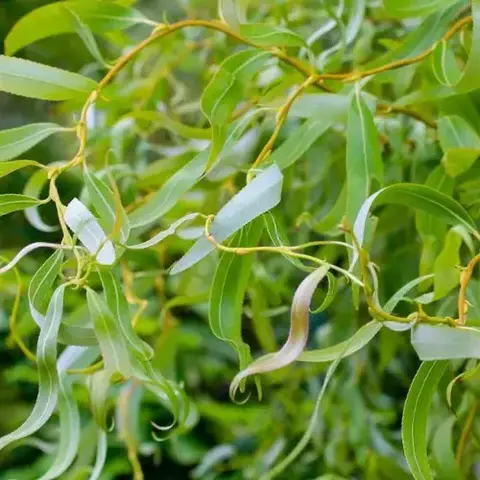 Ива извилистая 