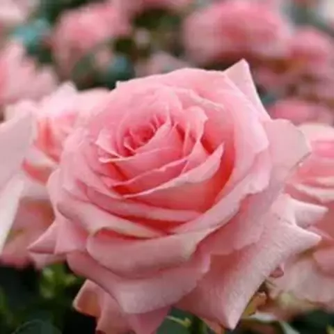 Роза чайно-гибридная Нобилис 