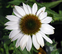 S7304 Эхинацея POWWOW® WHITE 100 шт.