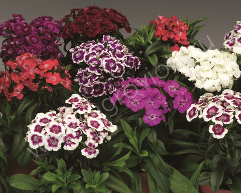 S3117 Гвоздика турецкая Barbarini Mix 5шт.