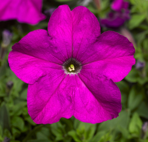 S6036 Петуния кустовая Grandiflora TriTunia Violet 10шт.