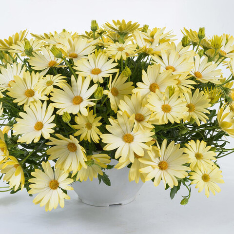 2798 Остеоспермум ERATO BASKET YELLOW