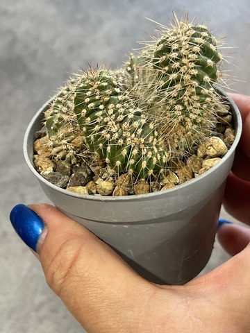 Маргинатоцереус Маргинатус Кристата d7