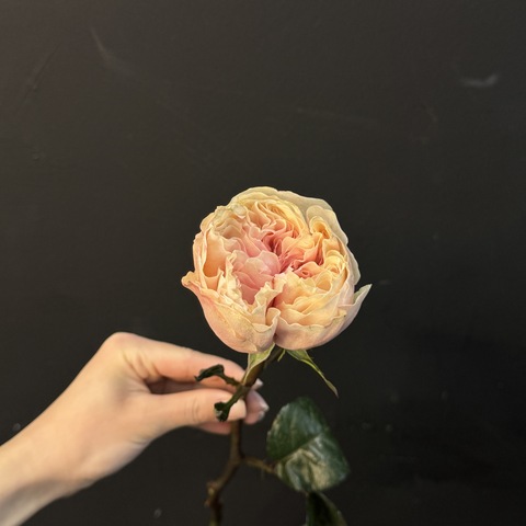 Пионовидная роза Джульетта 45 см 1 шт