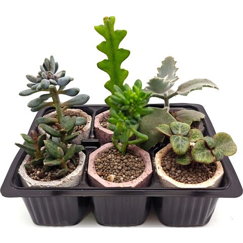 Набор суккулентов D5 №34384