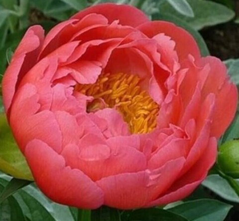 Пион межвидовой гибрид Корал Сансет