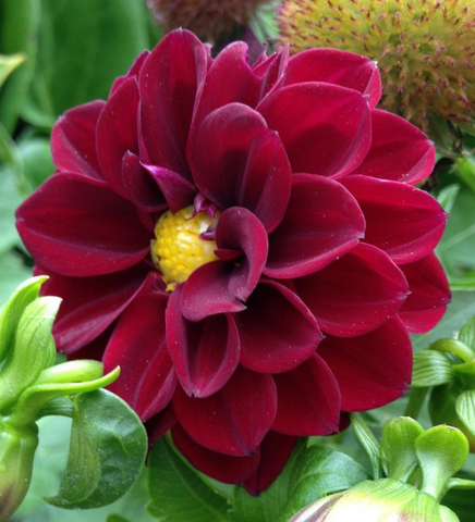 S3203 Георгины Figaro Violet Shades 10шт.