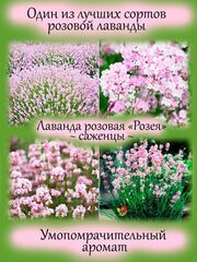 Полезные и красивые