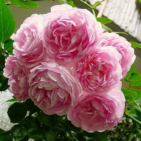 Жасмина (Jasmina)