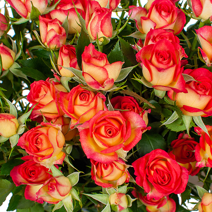 Купить кустовые красные розы Пермь доставка заказ онлайн