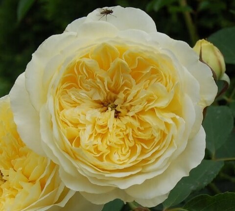 Роза английская Пилигрим