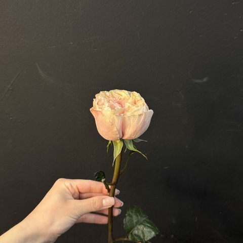 Пионовидная роза Джульетта 45 см 1 шт