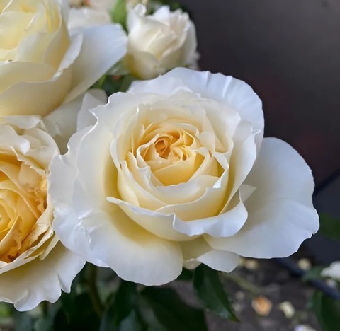 Айриш Хоуп (Irish Hope)