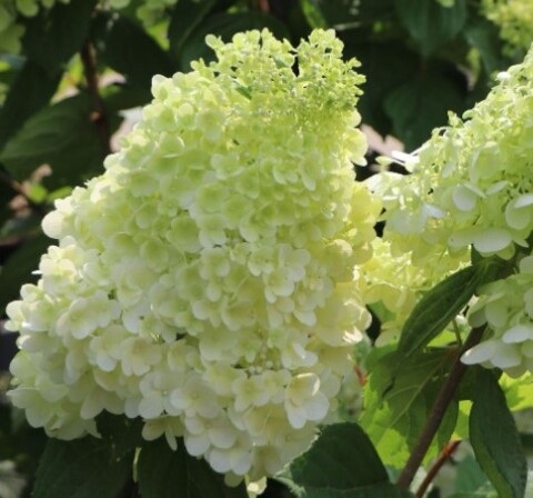 Гортензия метельчатая Мэджикал Мунлайт