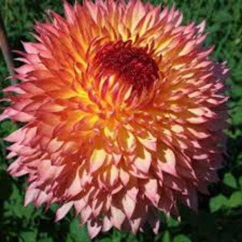 Георгин Миртлес фолли (Myrtle's folly)