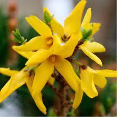 Форзиция европейская купить в спб