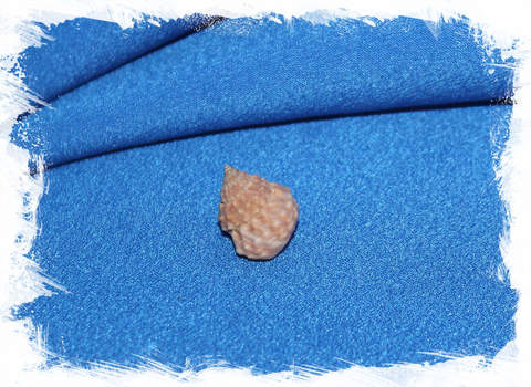 Ракушка Тектариус Спинулосус, sea shell Tectarius spinulosus