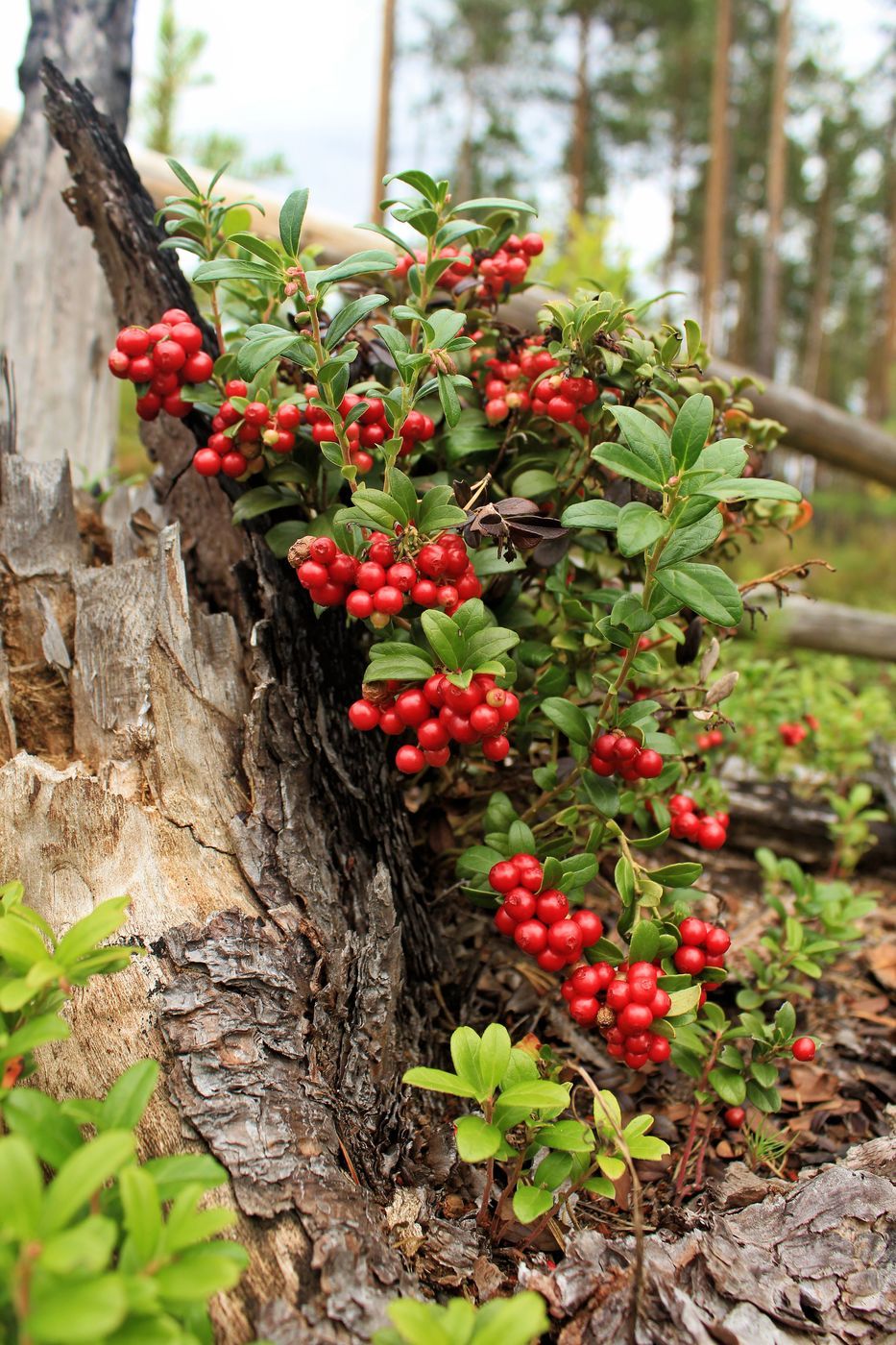 Семена Брусника Vaccinium vitis-idaea