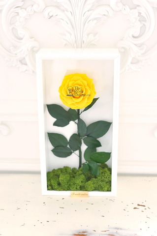Стабилизированная роза кинг в картине желтая