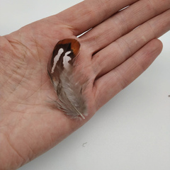 Перья алмазного фазана  5-8 см., 10 шт. (вид 1)