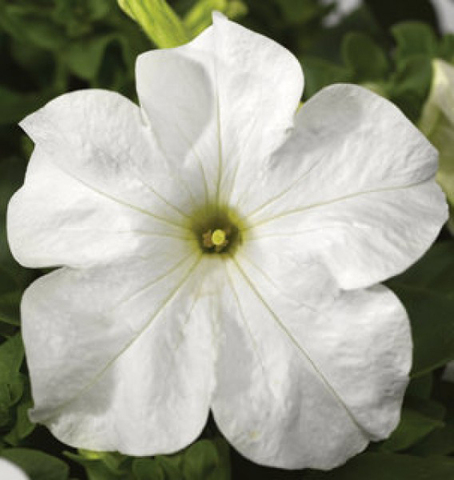 S6037 Петуния кустовая Grandiflora TriTunia White Improved 10шт.