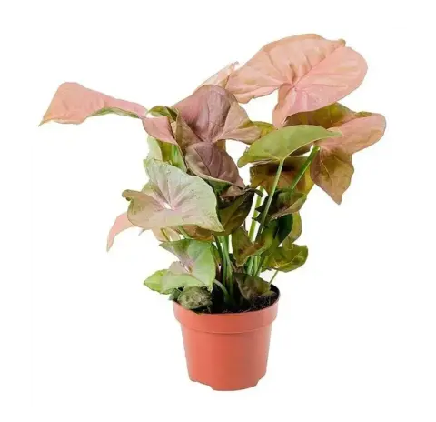 Сингониум розовый