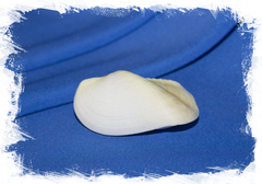 Трисидос семиторта (Trisidos semitorta)