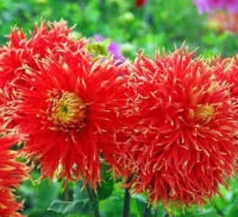 Георгин Шоу н телл (Show n tell)