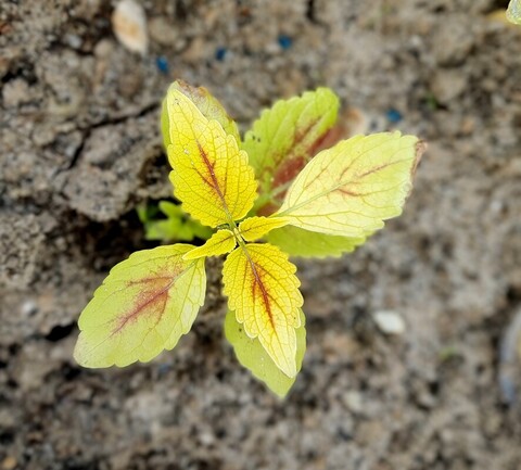 Blushing Bride ES колеус КСР
