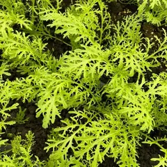 Горчица ажурная "О, Батат", 100 г