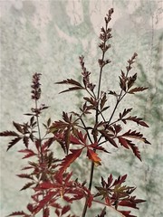 Teofrast Витекс священный vitex agnus-castus