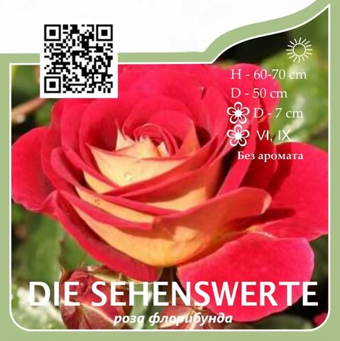 Роза флорибунда 