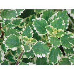 6501 Плектрантус VARIEGATA (ВЕСНА 2025)