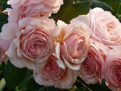 Э Шропшир Лэд (A Shropshire Lad)